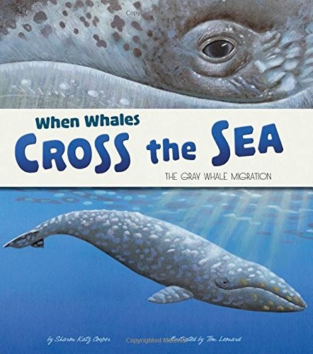 When Whales Cross the Sea : The Grey Whale Migration