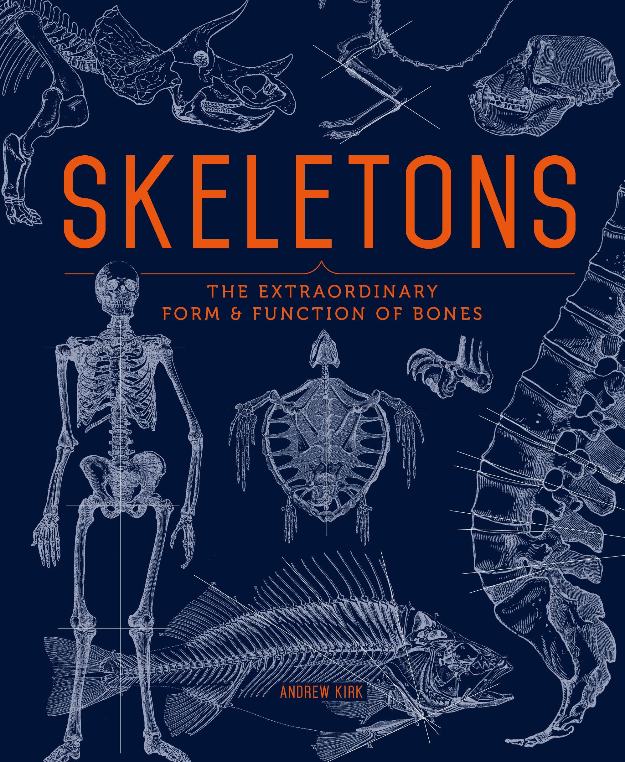 Skeletons : The Extraordinary Form and Function of Bones