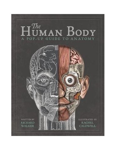 The Human Body : A Pop-Up Guide to Anatomy